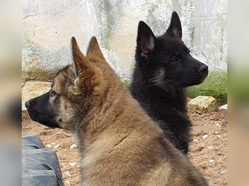 Eurasier - A. Malamute Nord-Hybrid Welpen suchen ein liebevolles Zuhause