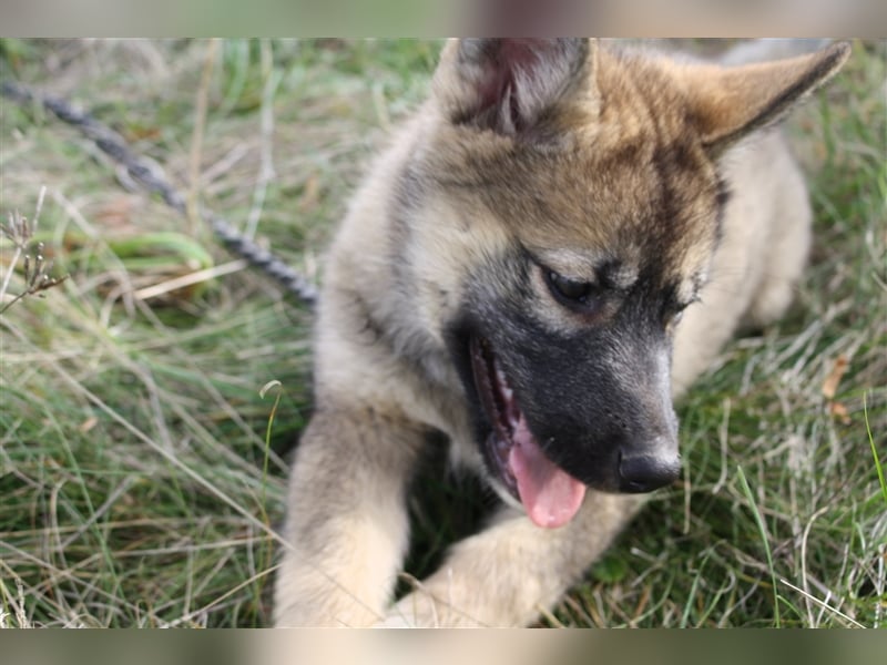 Eurasier - A. Malamute Hybrid-Welpe: Hündin, Name: Ajuma