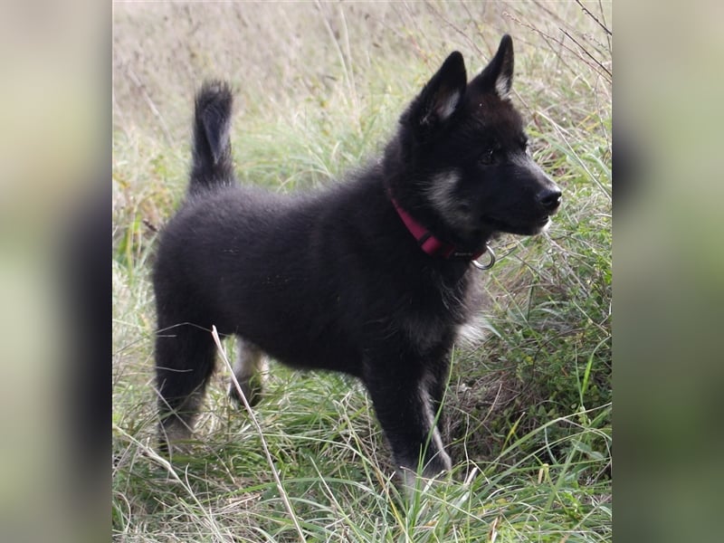 Eurasier - A. Malamute Nord-Hybrid Welpen suchen ein liebevolles Zuhause