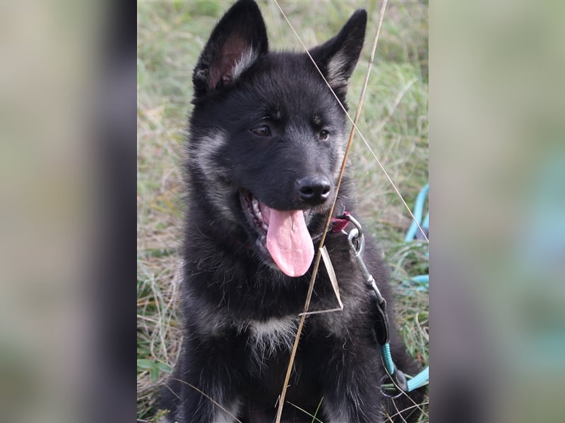 Eurasier - A. Malamute Nord-Hybrid Welpen suchen ein liebevolles Zuhause