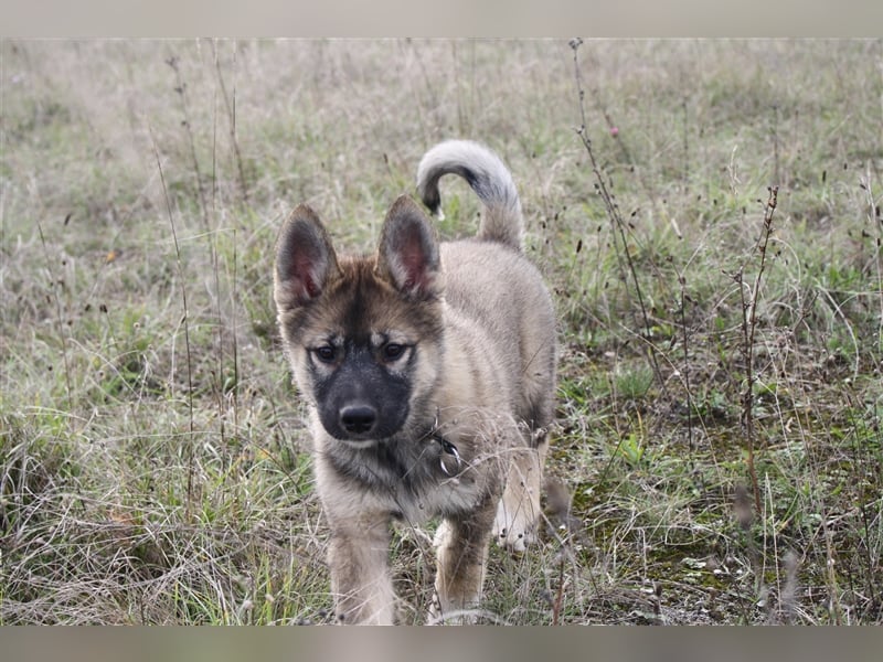 Eurasier - A. Malamute Hybrid-Welpe: Hündin, Name: Ajuma