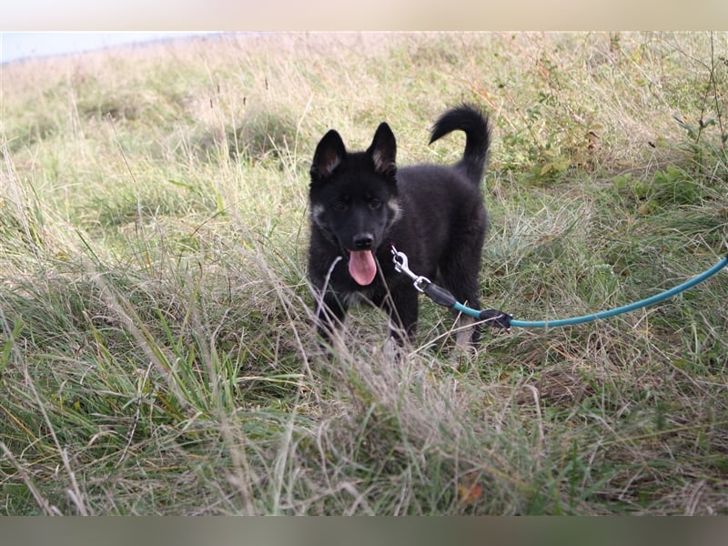 Eurasier - A. Malamute Nord-Hybrid Welpe:  Hündin, Name: Akota