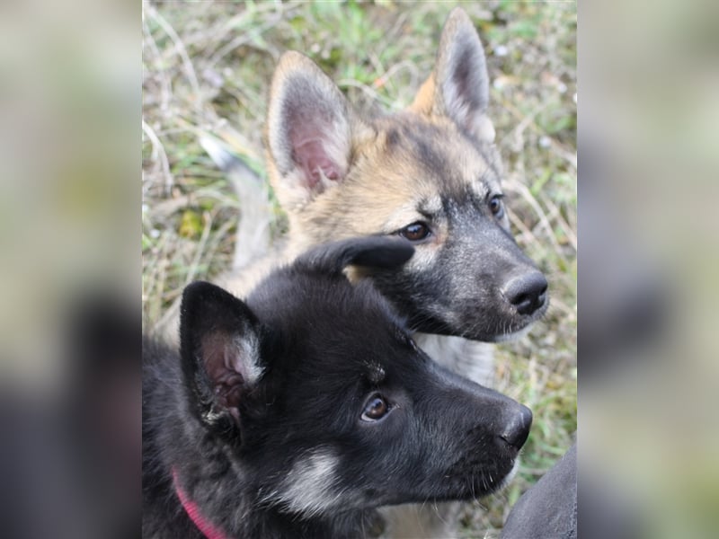 Eurasier - A. Malamute Nord-Hybrid Welpen suchen ein liebevolles Zuhause