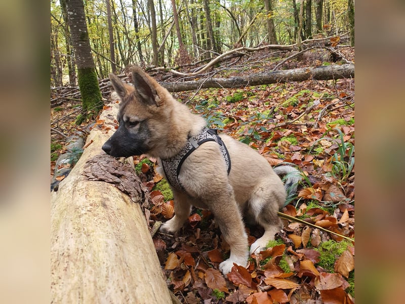 Eurasier - A. Malamute Nord-Hybrid Welpen suchen ein liebevolles Zuhause