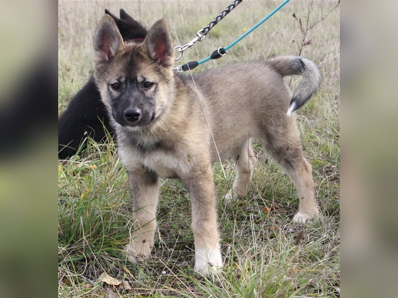 Eurasier - A. Malamute Nord-Hybrid Welpen suchen ein liebevolles Zuhause