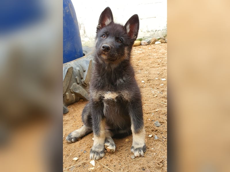 Eurasier - A. Malamute Nord-Hybrid Welpen suchen ein liebevolles Zuhause