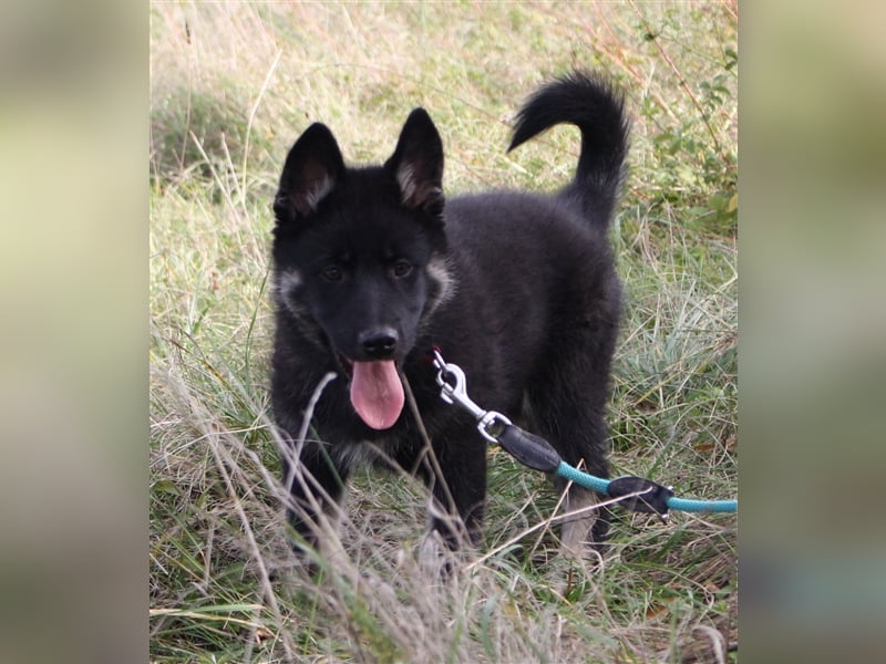 Eurasier - A. Malamute Nord-Hybrid Welpe:  Hündin, Name: Akota