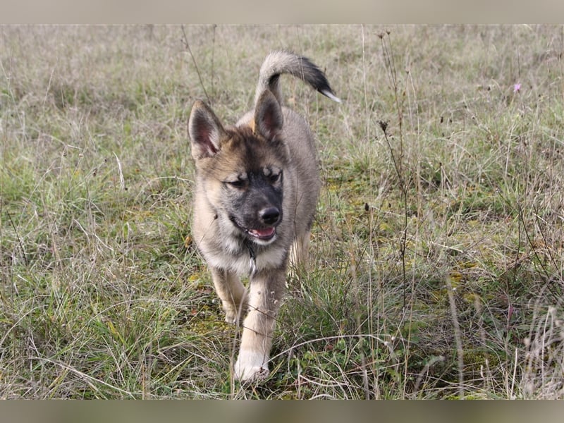 Eurasier - A. Malamute Hybrid-Welpe: Hündin, Name: Ajuma