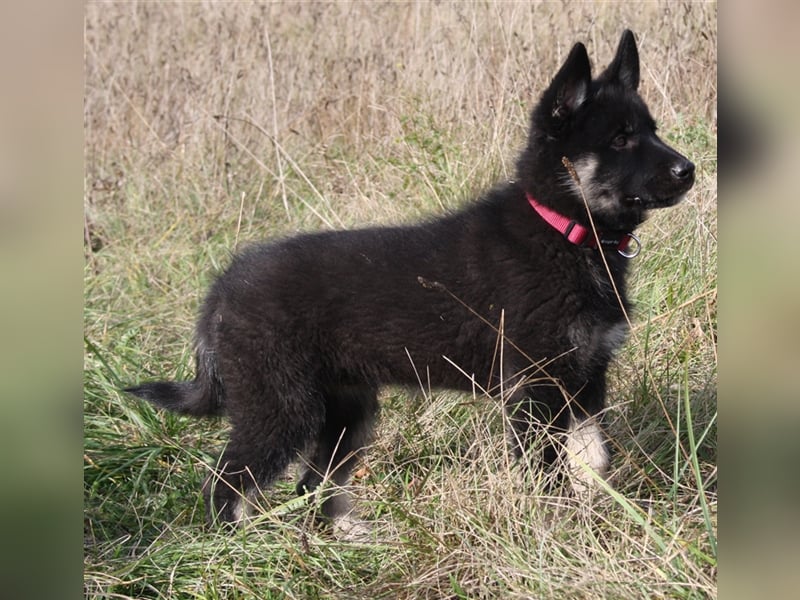 Eurasier - A. Malamute Nord-Hybrid Welpe:  Hündin, Name: Akota