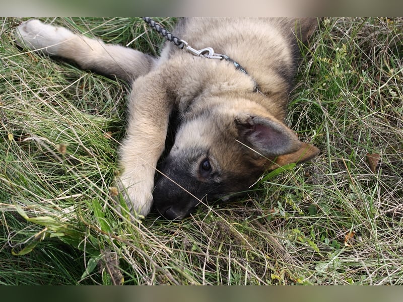 Eurasier - A. Malamute Hybrid-Welpe: Hündin, Name: Ajuma