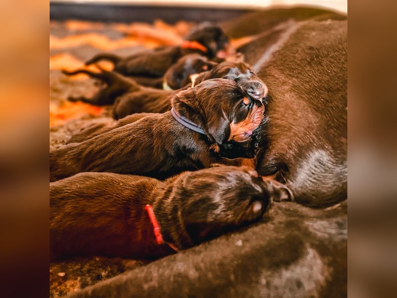 Black and Tan Coonhound-Welpen!