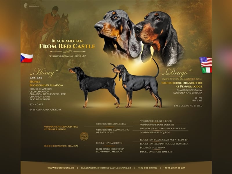 Black and Tan Coonhound-Welpen!