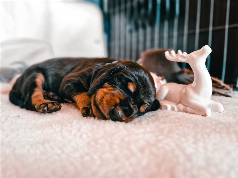 Black and Tan Coonhound-Welpen!