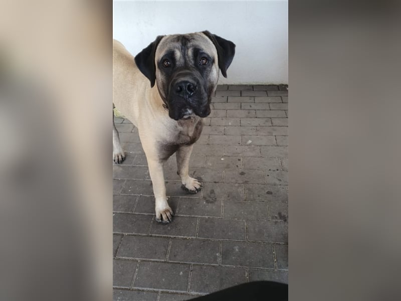 Dogo canario / Bullmastiff Mischlinge suchen ein liebevolles Zuhause