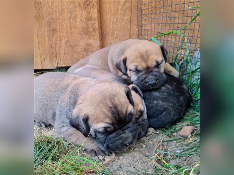 Dogo canario / Bullmastiff Mischlinge suchen ein liebevolles Zuhause