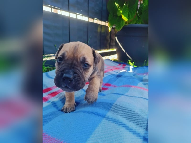 Dogo canario / Bullmastiff Mischlinge suchen ein liebevolles Zuhause