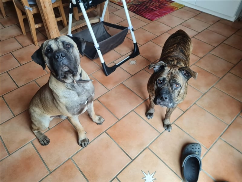 Dogo canario / Bullmastiff Mischlinge suchen ein liebevolles Zuhause