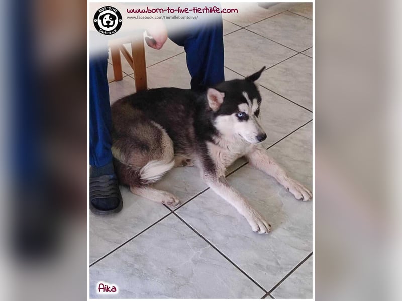 Bildhübsche Aika sucht ihr Zuhause für immer
