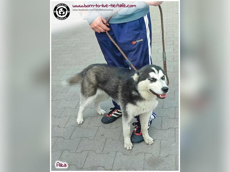 Bildhübsche Aika sucht ihr Zuhause für immer