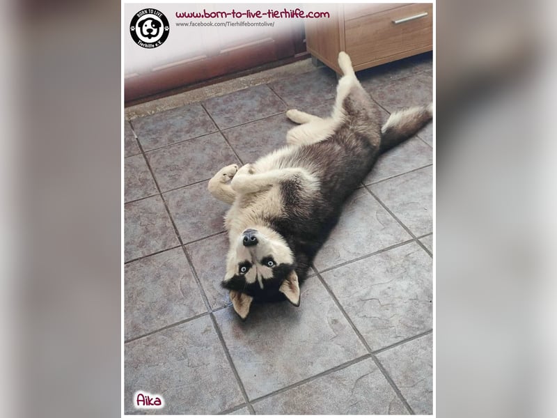 Bildhübsche Aika sucht ihr Zuhause für immer
