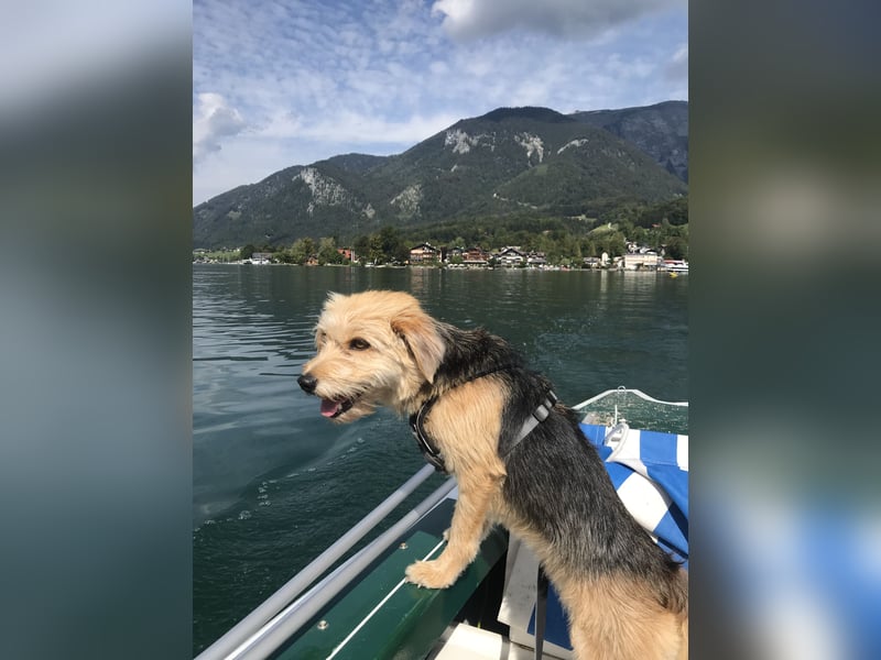 Hündin mit lebhaften Charakter sucht ein neues Zuhause