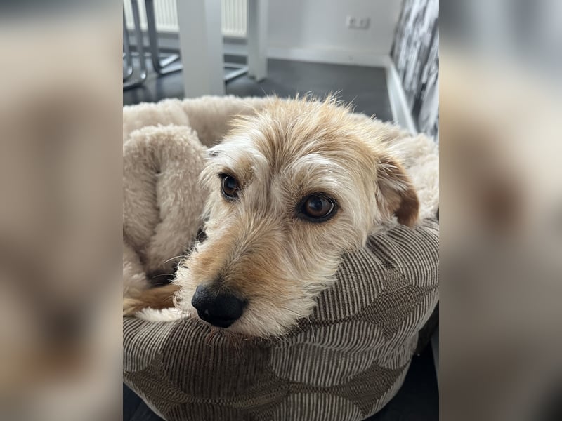 Hündin mit lebhaften Charakter sucht ein neues Zuhause