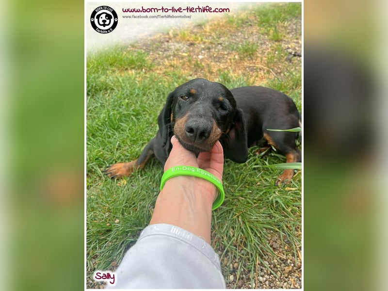 Mega liebe Sally sucht ein Zuhause