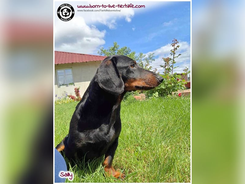 Mega liebe Sally sucht ein Zuhause