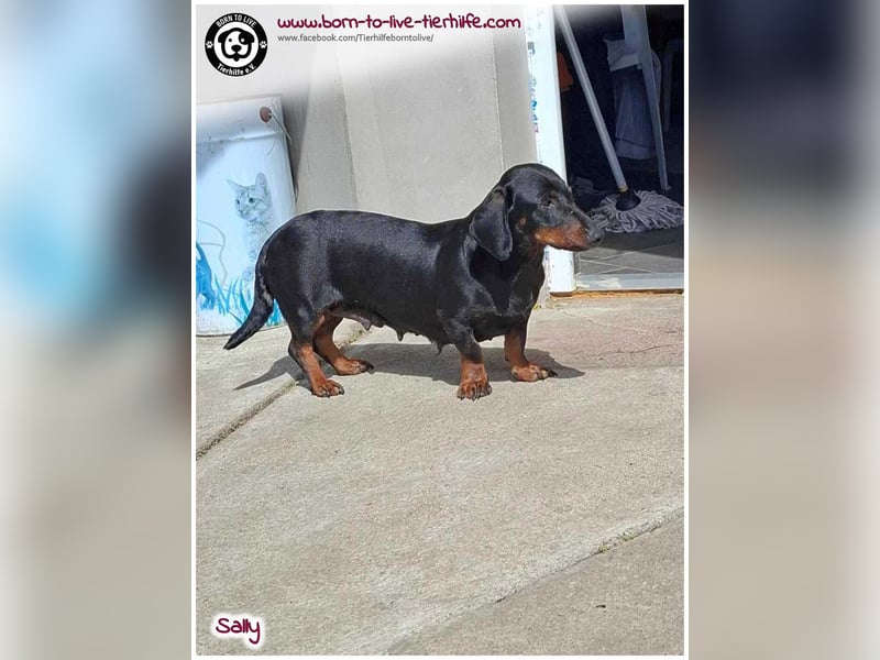 Mega liebe Sally sucht ein Zuhause