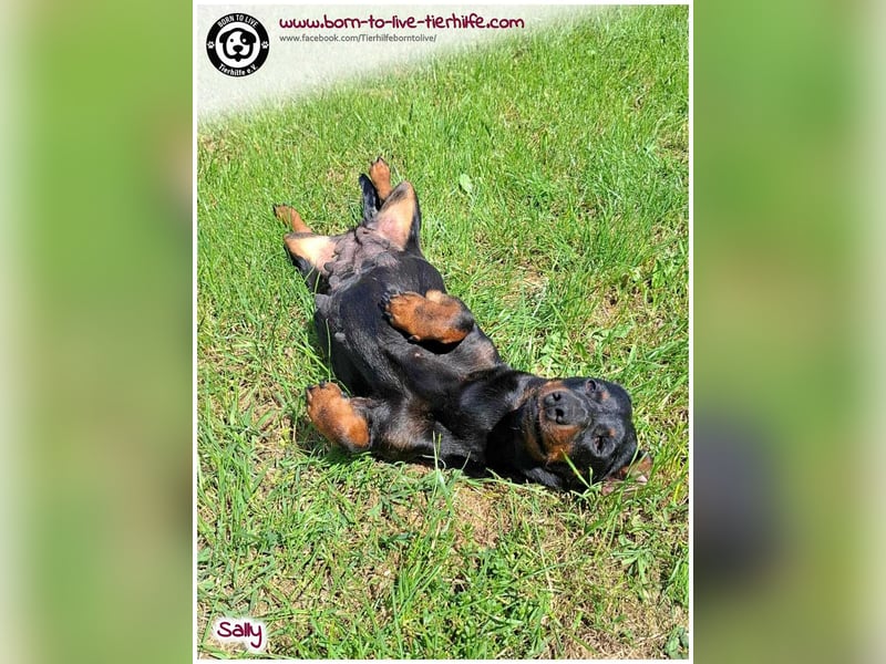 Mega liebe Sally sucht ein Zuhause