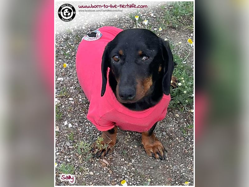 Mega liebe Sally sucht ein Zuhause