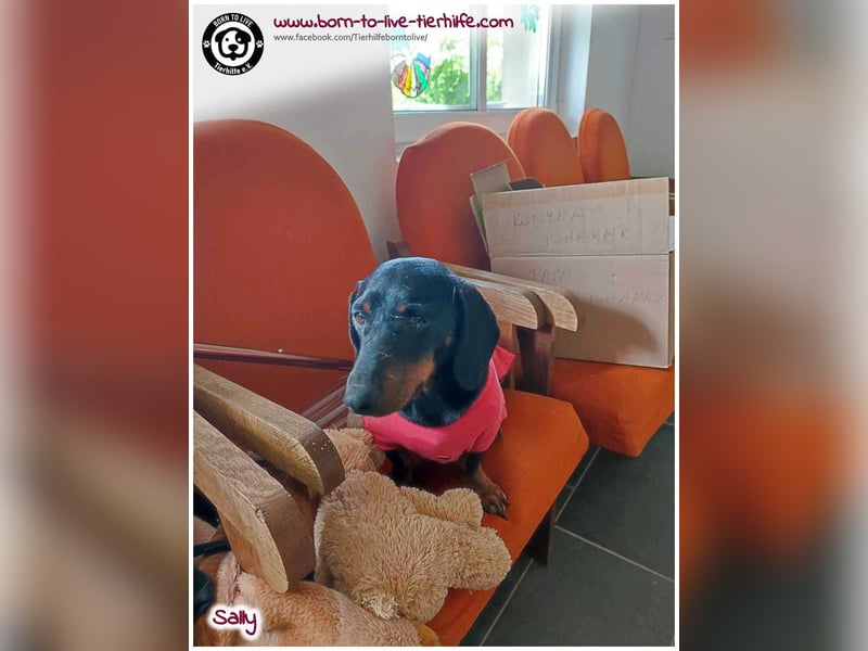 Mega liebe Sally sucht ein Zuhause