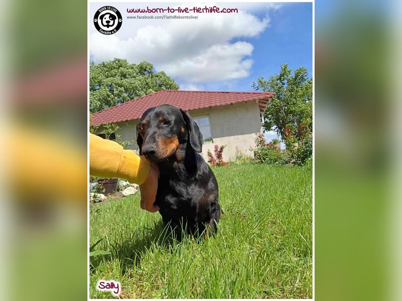 Mega liebe Sally sucht ein Zuhause