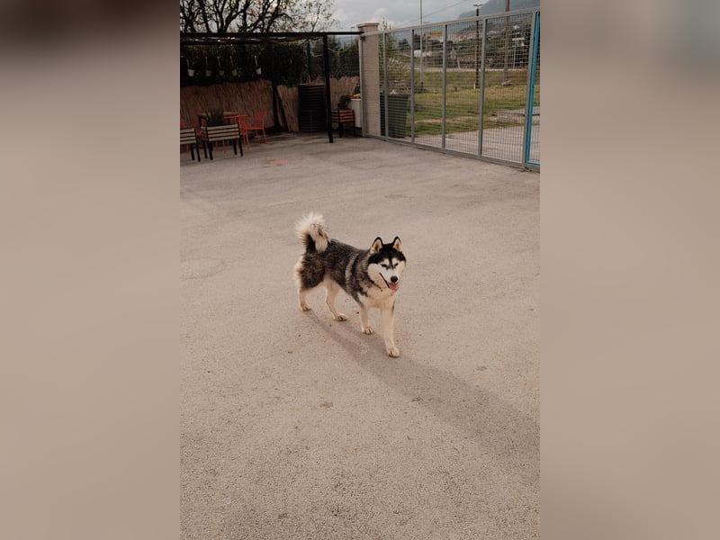 lebensfrohe Husky Dame Astra