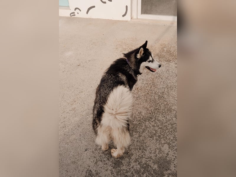 lebensfrohe Husky Dame Astra