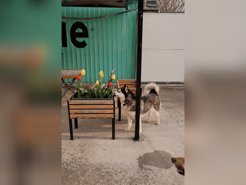 lebensfrohe Husky Dame Astra