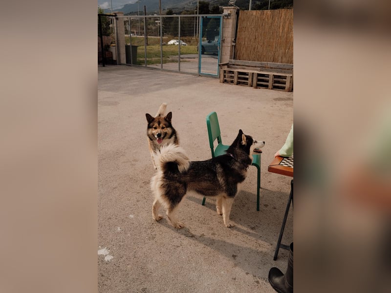 lebensfrohe Husky Dame Astra