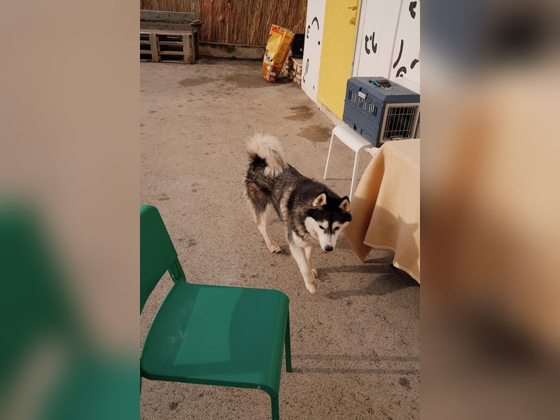 lebensfrohe Husky Dame Astra