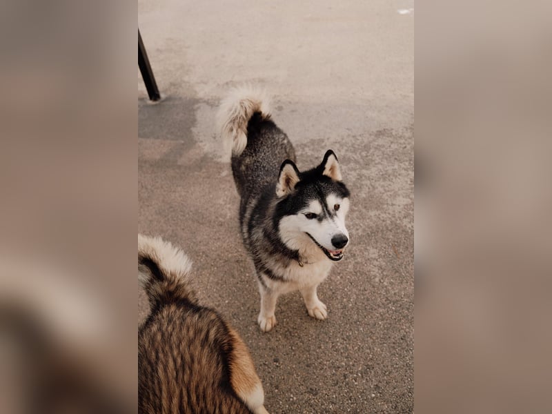 lebensfrohe Husky Dame Astra