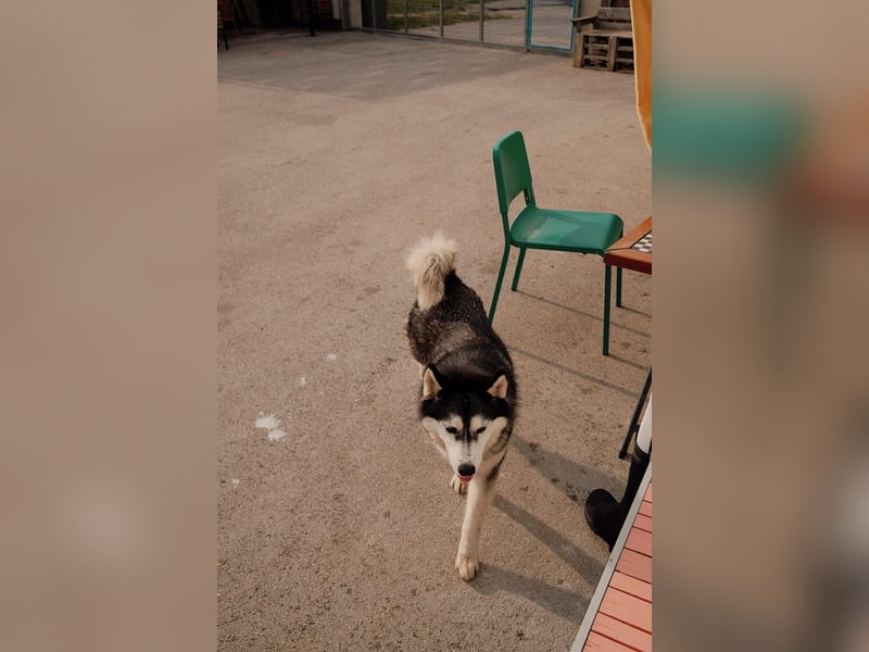 lebensfrohe Husky Dame Astra