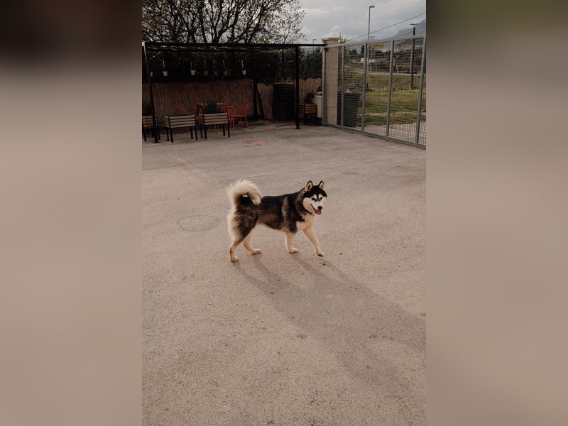 lebensfrohe Husky Dame Astra