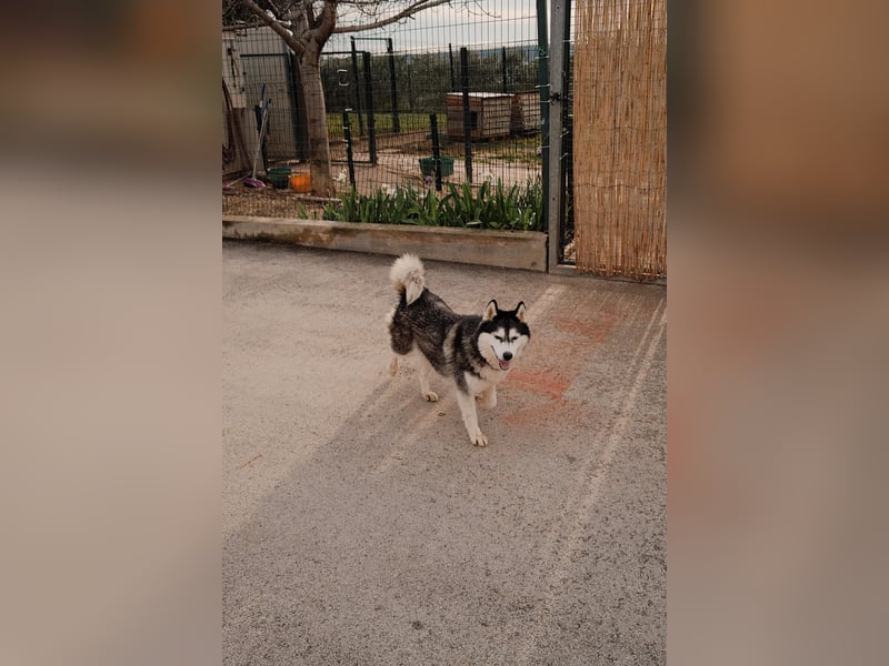 lebensfrohe Husky Dame Astra