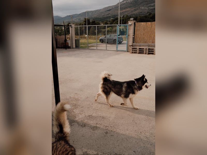 lebensfrohe Husky Dame Astra