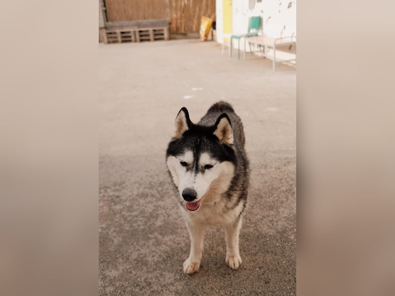 lebensfrohe Husky Dame Astra