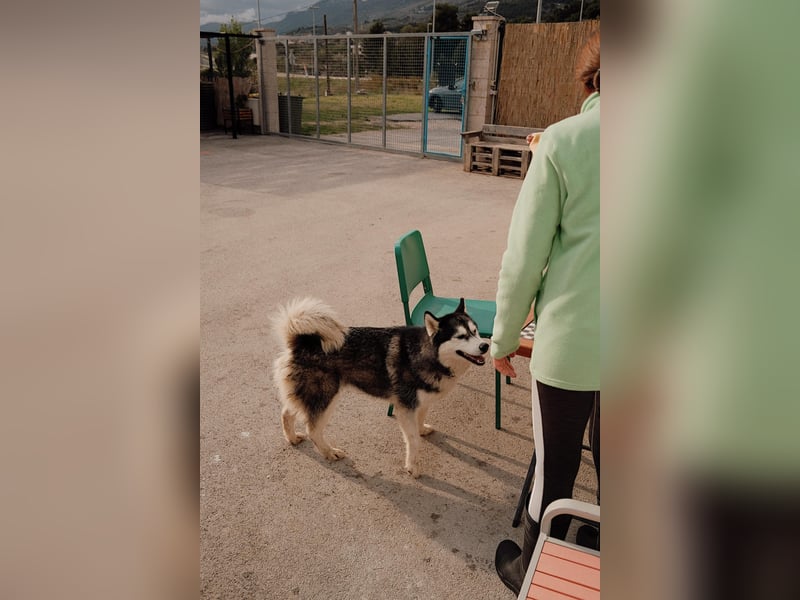 lebensfrohe Husky Dame Astra