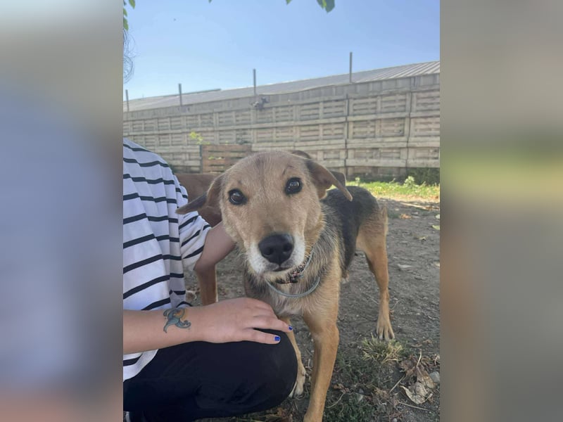 Hundemama Letty sucht ein Zuhause
