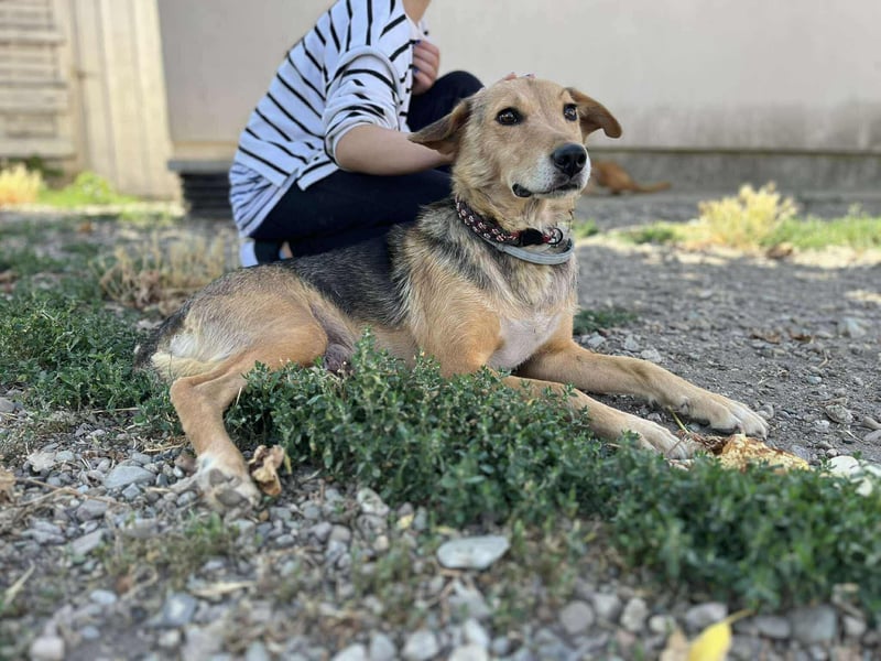 Hundemama Letty sucht ein Zuhause