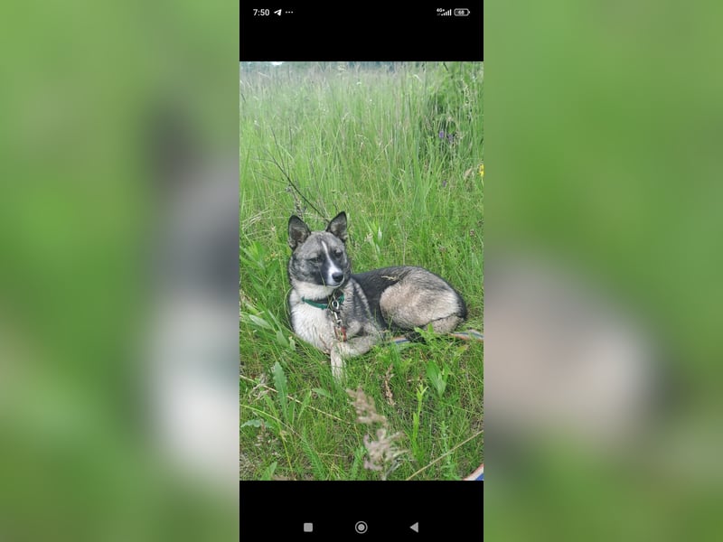Mila- eine kleine, liebe Hündin sucht ihr Für - immer - Zuhause.