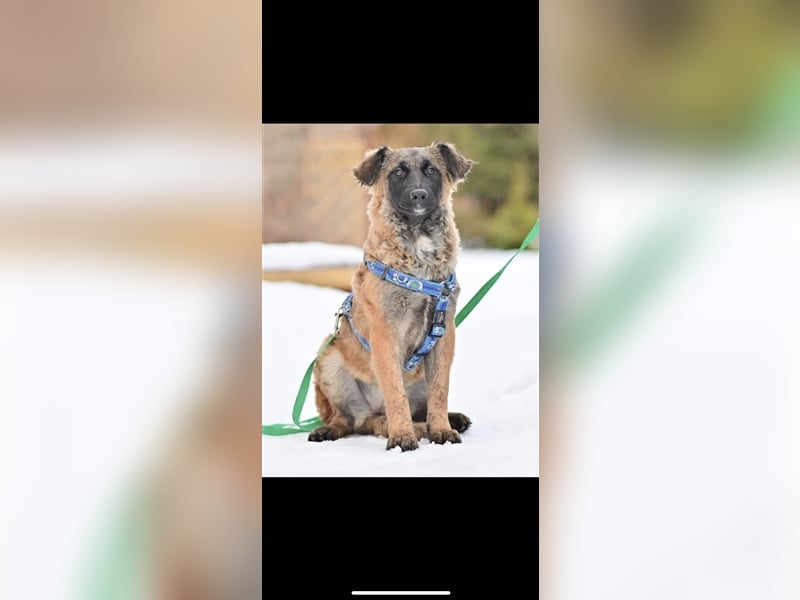 Asima (5m) sucht ein neues Zuhause