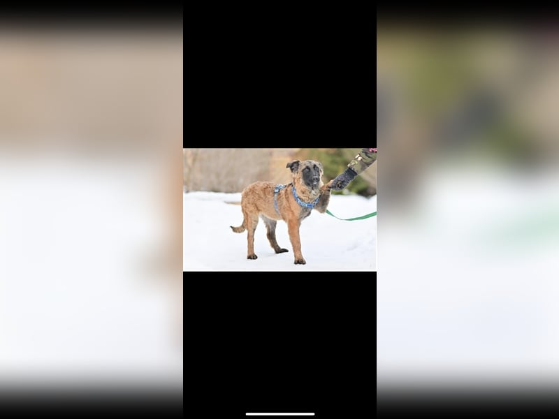 Asima (5m) sucht ein neues Zuhause